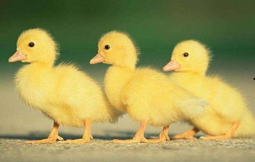 鸭王国语高清在线观看,欢乐鸭界大冒险