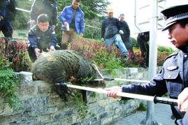 南京野猪最新爆料,揭秘神秘生物的最新爆料