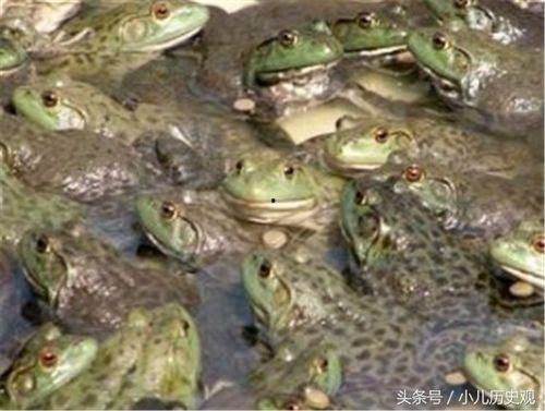 牛蛙饲养爆料怎么做的视频,跟随视频学习养殖技巧